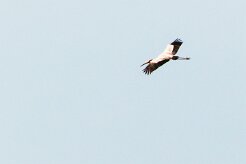 Marabou Stork (-Marabout d'Afrique)_x737A3611-2 null