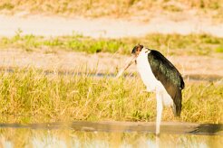 Marabou Stork (Marabout d'Afrique)_7D2_1533 null