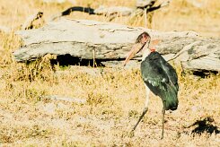 Marabou Stork (Marabout d'Afrique)_x737A4812-2 null