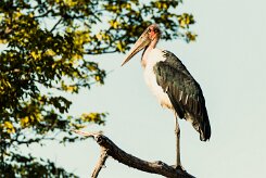 Marabou Stork (Marabout d'Afrique)_x737A4816-2 null