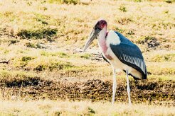Marabou Stork (Marabout d'Afrique)_x737A5241-2 null