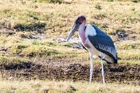 Marabou Stork (Marabout d'Afrique) Marabou Stork (Marabout d'Afrique)