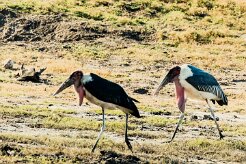 Marabou Stork (Marabout d'Afrique)_x737A5245-2 null