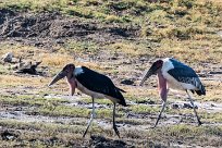 Marabou Stork (Marabout d'Afrique) Marabou Stork (Marabout d'Afrique)