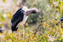 Marabou Stork (Marabout d'Afrique) Marabou Stork (Marabout d'Afrique)