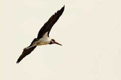 Marabou Stork (Marabout d'Afrique)_x737A5734-2 null