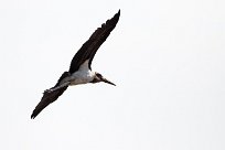 Marabou Stork (Marabout d'Afrique) Marabou Stork (Marabout d'Afrique)