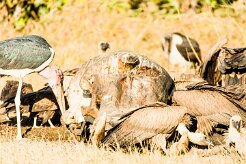 Marabou Stork (Marabout)_7D2_1838 null