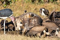 Marabou Stork (marabout d'Afrique) Kwaï