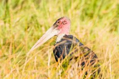 Marabou stork (marabout d'Afrique)_7D2_0152 null