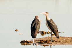 Marabou stork (marabout d'Afrique)_7D2_0166 null
