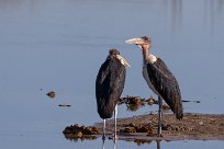 Marabou stork (marabout d'Afrique) Makgadikgadi