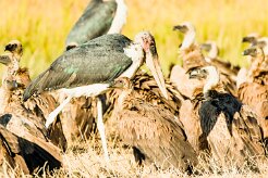 Marabou stork (marabout d'Afrique)_7D2_1830 null