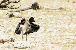 Marabout_03-2 null