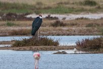 Marabout stork Etosha