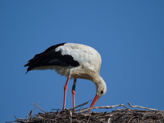 Cigogne Blanche