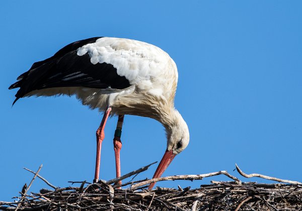 Cigogne Blanche