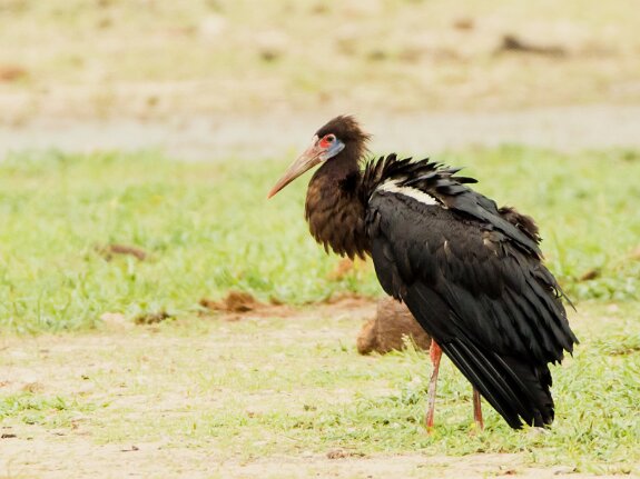 Cigogne d'Abdim
