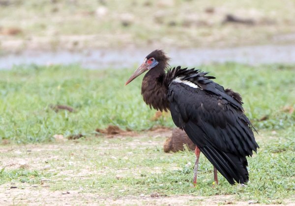 Cigogne d'Abdim