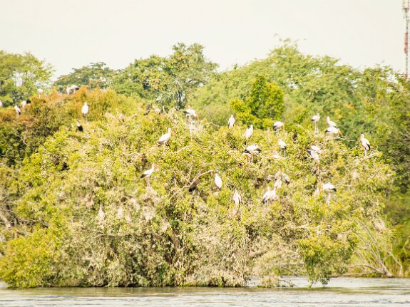 Ibis Tantale