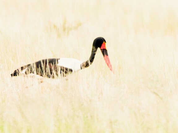 Jabiru d'Afrique