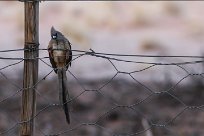 White backed mousebird (Coliou à dos blanc) Sossusvlei