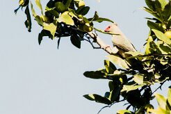 Red-faced Mousebird (Coliou quirira)_7D2_2443 null