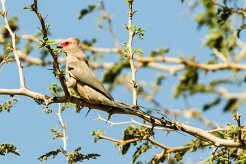 Red-faced Mousebird (Coliou quiriva)-737A9175-2 null