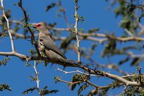 Red-faced Mousebird (Coliou quiriva) Twyfelfontein et Huad River - Damaraland - Namibie