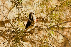 White-backed Mousebird ( Coliou à dos blanc)_737A2027-2 null
