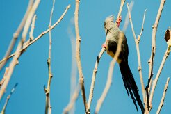 White-backed Mousebird (Coliou à dos blanc)_737A2141-2 null