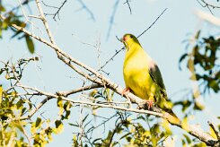 African Green Pigeon (Colombar à front nu)_7D2_2285 null