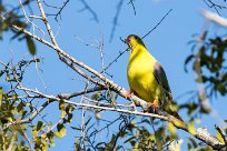 African Green Pigeon (Colombar à front nu) Chief Island