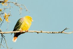 African Green Pigeon (Colombar à front nu)_7D2_2519 null
