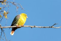 African Green Pigeon (Colombar à front nu) Chief Island