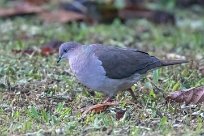 Paloma montaraz común (Colombe de Verreaux) Tarcoles - Costa Rica