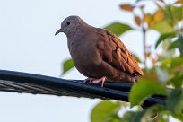 Columbina menuda (Colombe pygmée) Managua - Nicaragua