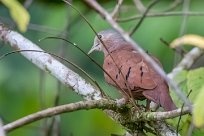 Columbina menuda (Colombe pygmée) Golfo Dulce - Costa Rica