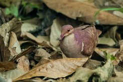 Paloma perdiz común (Colombe rouviolette)_231214_5114-2 null