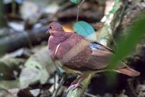 Paloma perdiz común (Colombe rouviolette) Tarcoles - Costa Rica