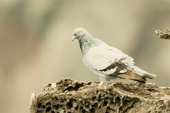 Pigeon biset_7405 null