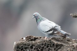 Pigeon biset La Réunion