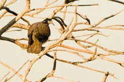 Pigeon de Madagascar_7503 null