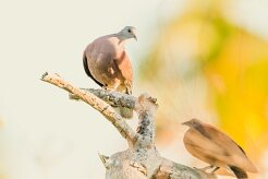 Pigeon de Madagascar_7511 null
