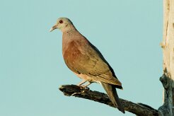 Pigeon de Madagascar_7515 null
