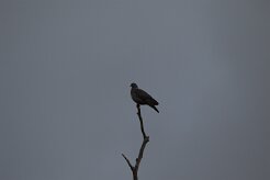 Pigeon ramier_7D1_3882 null
