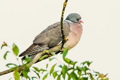 Pigeon ramier_x737A2332-2 null