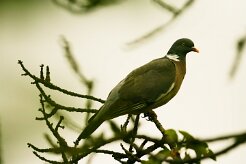 pigeon_ramier_01-2 null