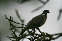 pigeon_ramier_01