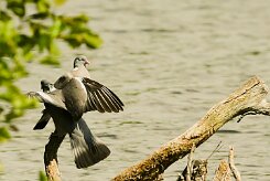 pigeon_ramier_02-2 null